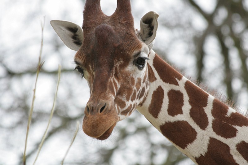 Fotoclubje Blijdorp 2008-90.jpg